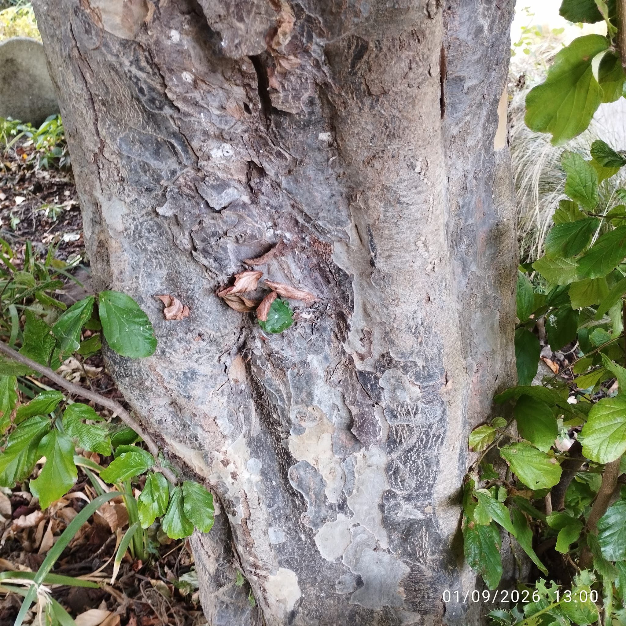 Persian Ironwood